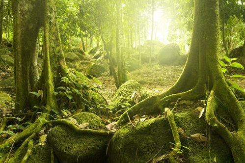 La dendroenergía en Europa renacerá